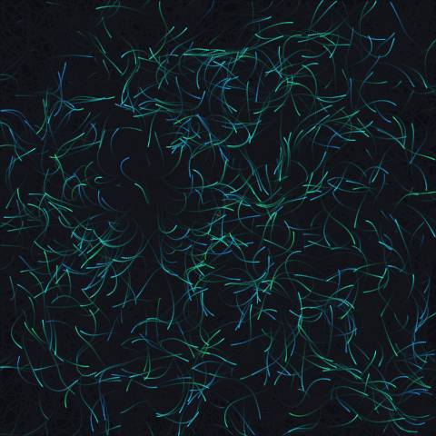 Bioluminescent Flow Field